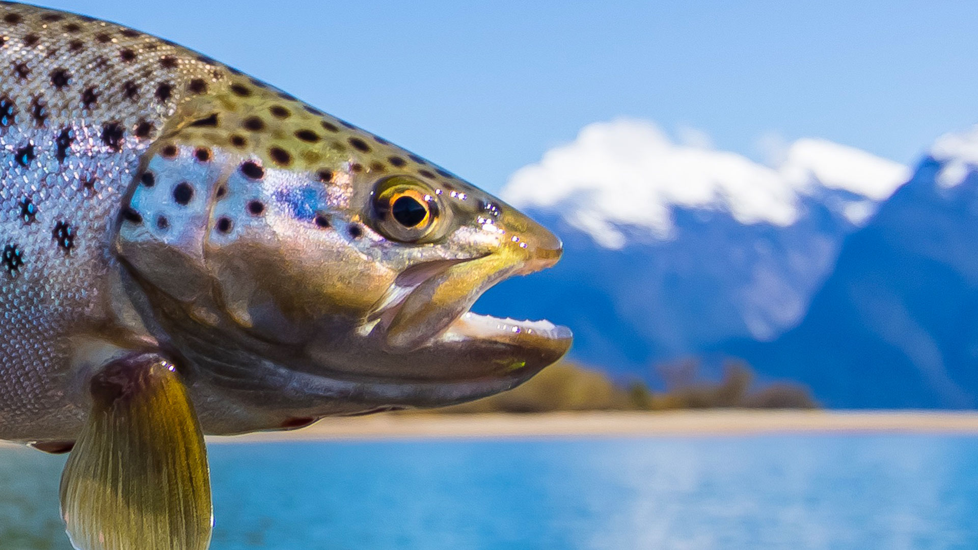 Fly Fishing